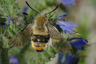 bee_hawk_moth