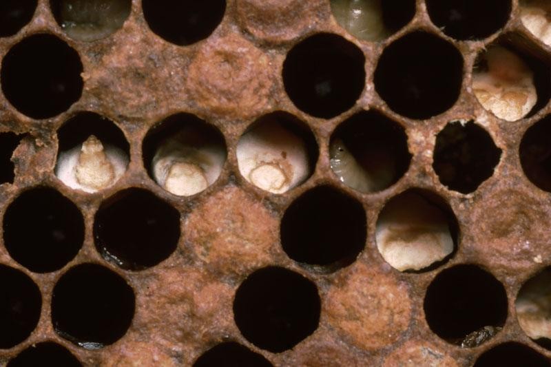 Chalk Brood