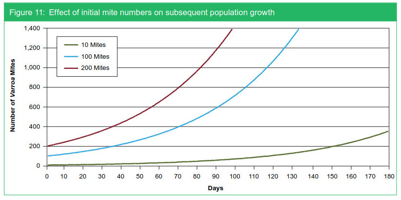 varroa_reproduction