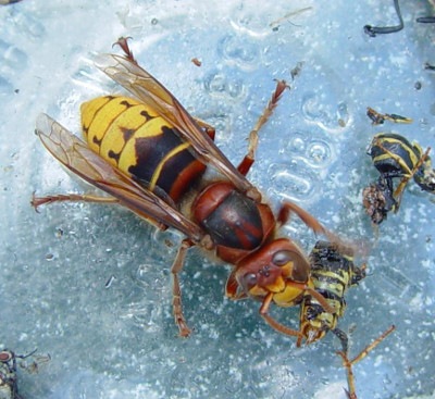 vespa crabro - european hornet