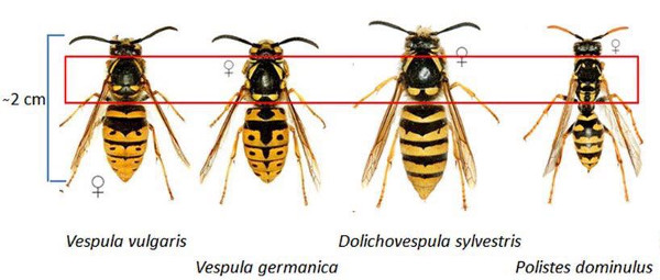 wasp species